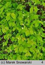 Spiraea ×vanhouttei Gold Fountain