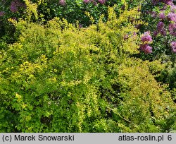 Spiraea ×vanhouttei Gold Fountain