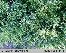 Chamaecyparis pisifera Snow