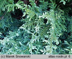 Chamaecyparis pisifera Snow