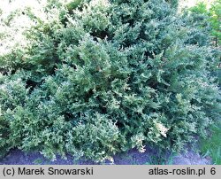 Chamaecyparis pisifera Snow