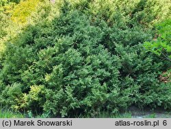 Chamaecyparis pisifera Snow