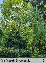 Amelanchier sinica (świdośliwa chińska)