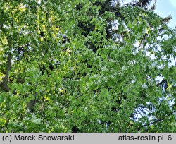 Amelanchier sinica (świdośliwa chińska)