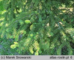 Picea asperata (świerk chiński)