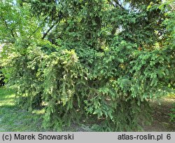 Picea asperata (świerk chiński)