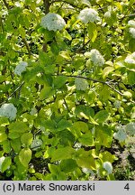 Viburnum lantana Aureum