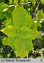 Viburnum lantana Aureum