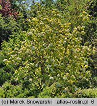 Viburnum lantana Aureum