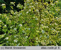 Viburnum lantana Aureum