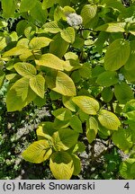 Viburnum lantana Aureum