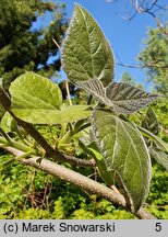 Paulownia tomentosa (paulownia cesarska)