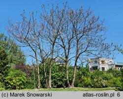 Paulownia tomentosa (paulownia cesarska)