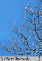 Paulownia tomentosa (paulownia cesarska)