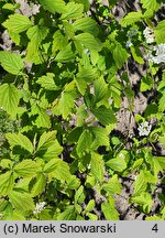 Spiraea nervosa