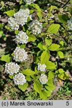 Spiraea nervosa