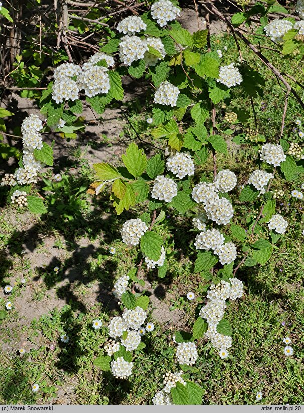 Spiraea nervosa