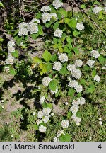 Spiraea nervosa