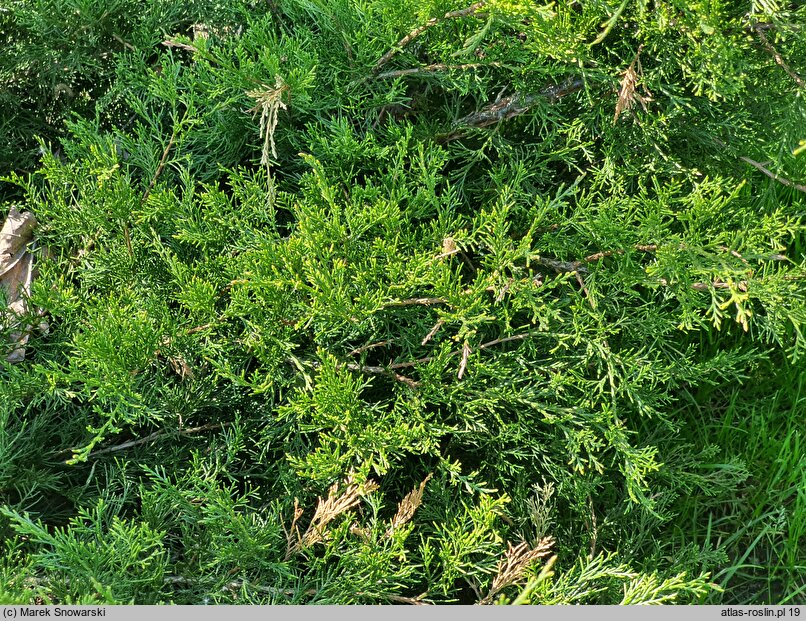 Juniperus ×pfitzeriana Mint Julep