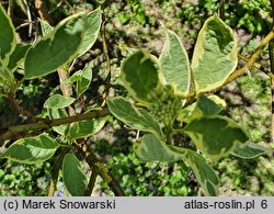 Cornus alba Sibirica Variegata