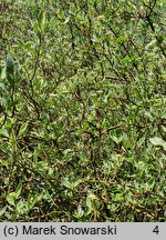 Cornus alba Sibirica Variegata