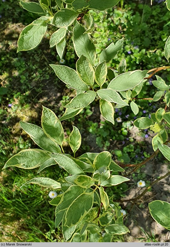 Cornus alba Sibirica Variegata