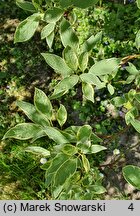 Cornus alba Sibirica Variegata