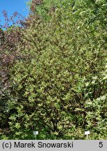 Cornus alba Sibirica Variegata