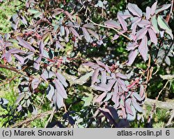 Rosa glauca (róża czerwonawa)