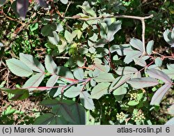 Rosa glauca (róża czerwonawa)