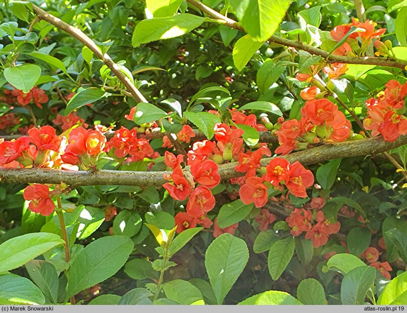 Chaenomeles ×superba (pigwowiec pośredni)