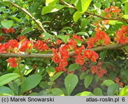 Chaenomeles ×superba (pigwowiec pośredni)