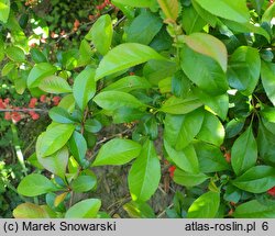 Chaenomeles ×superba (pigwowiec pośredni)