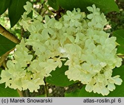 Syringa vulgaris Marie Legraye