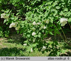 Syringa vulgaris Marie Legraye