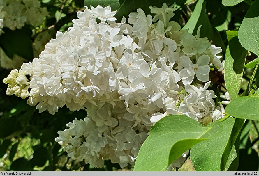 Syringa vulgaris Marie Legraye