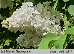 Syringa vulgaris Marie Legraye