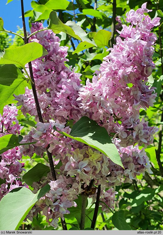 Syringa vulgaris Indiya