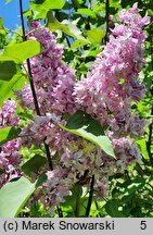 Syringa vulgaris Indiya