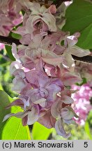 Syringa vulgaris Indiya