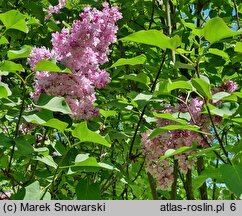 Syringa vulgaris Indiya