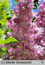 Syringa vulgaris Indiya