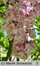 Syringa vulgaris Indiya