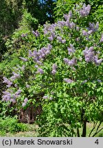 Syringa vulgaris Perle von Teltow