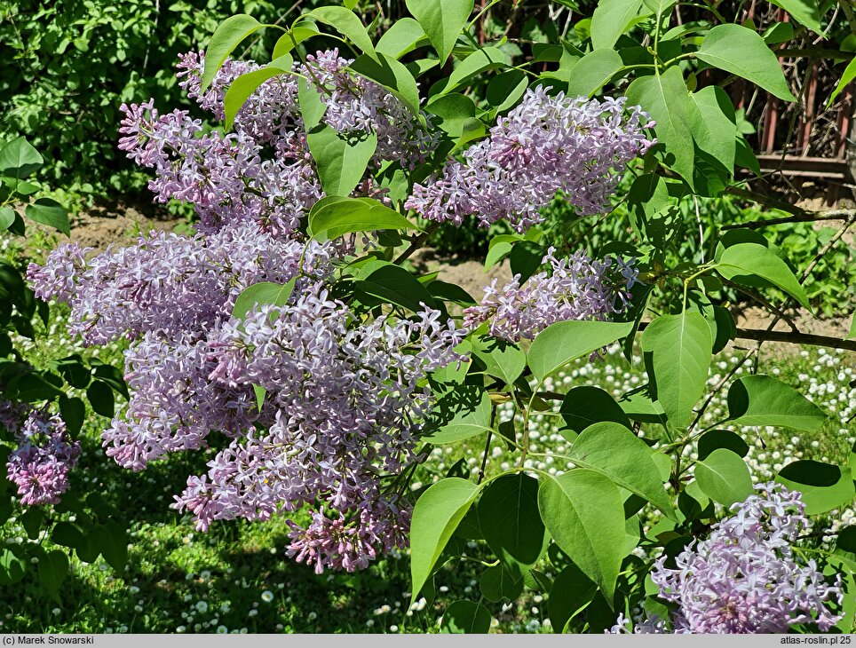 Syringa vulgaris Perle von Teltow