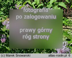 Syringa vulgaris Perle von Teltow
