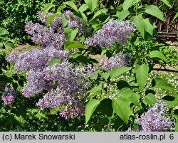 Syringa vulgaris Perle von Teltow