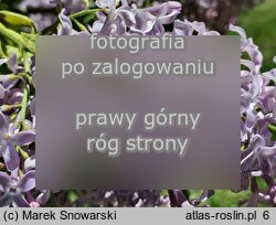 Syringa vulgaris Perle von Teltow