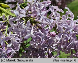 Syringa vulgaris Perle von Teltow