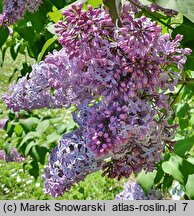 Syringa vulgaris Reamur